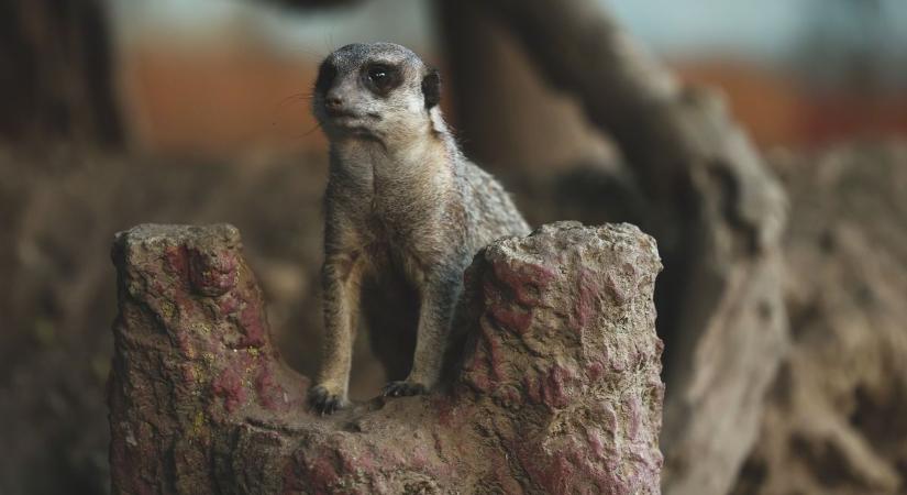 Szurikáta vagy elefánt? Így fogadhatsz bárkit örökbe a Szegedi Vadaspark lakói közül