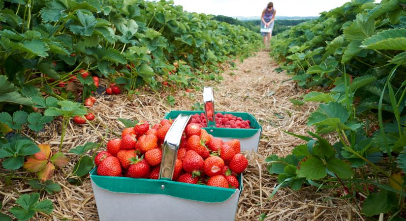 Nagyobb a baj, mint hittük: beleroskad a világgazdaság a hőségbe, ez lesz ám az igazi pokol