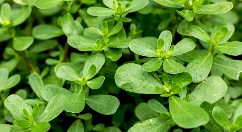 Omega-3 bomba, extrákkal: a kövér porcsin az egyik legértékesebb vadzöldségünk