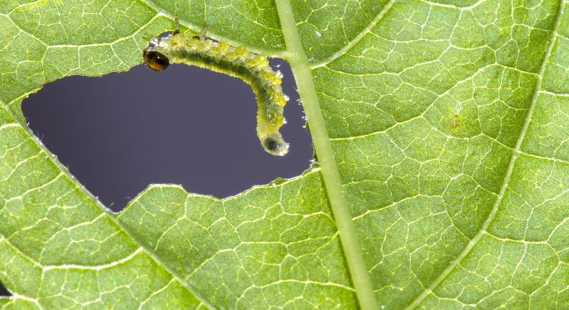 Ezek a legfrissebb fogási adatok a NAK előre jelző rendszeréből