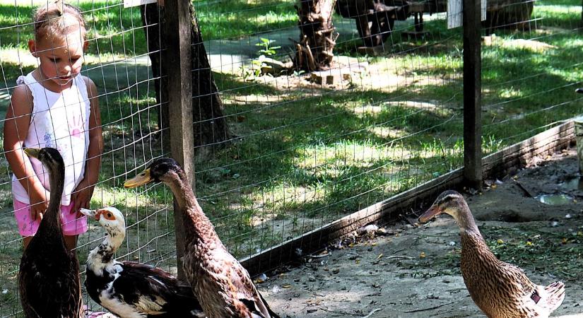 Vörösbegy szorult segítségre az állatsimogató búcsúi rendezvényén (galéria)