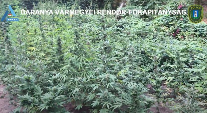 Óriási mennyiségű kannabiszt találtak a rendőrök egy kővágószőlősi férfinál