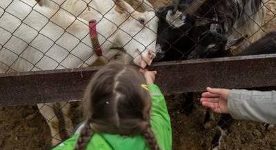 Ismerjük meg együtt a városi vadont! – Állatkertek Éjszakája a Budakeszi Vadasparkban