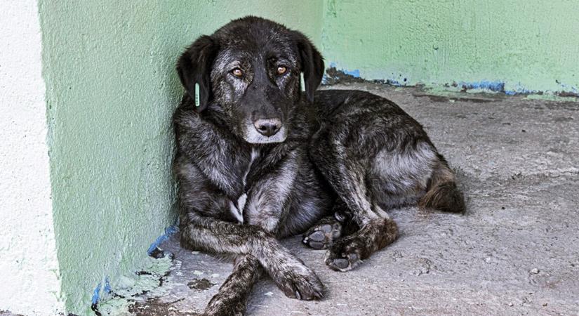 Két kutyáját láncon éheztette halálra a 20 éves férfi – az ügyészség börtönt kér