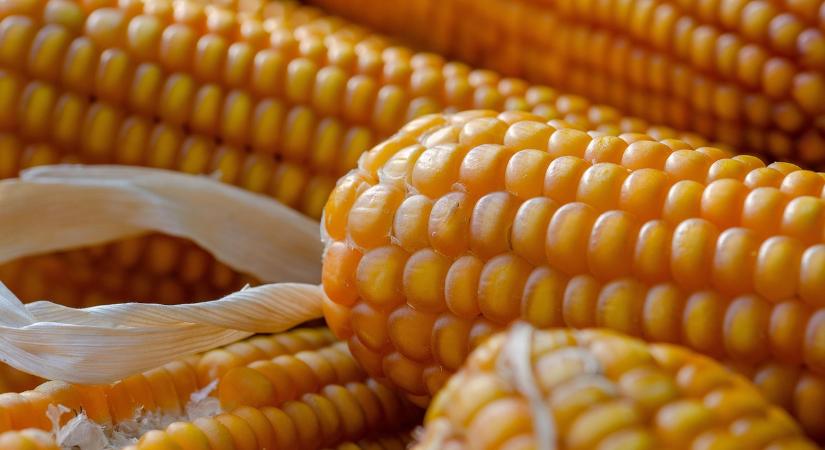 Erre lehet számítani a csemegekukorica piacán