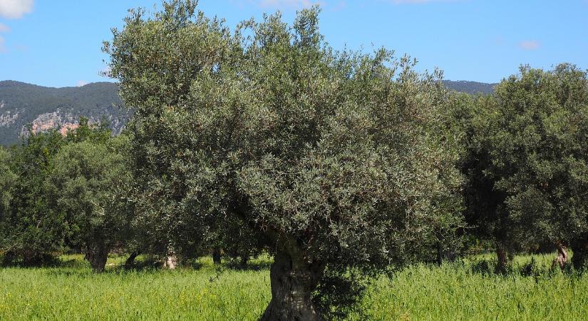 Mediterrán tapasztalatokon alapuló megoldásokról indít cikksorozatot a NAK