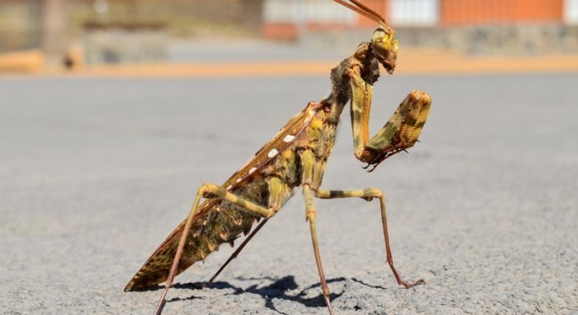 Gigantikus sáskára bukkantak: a mérete megközelíti a fél métert - Videó