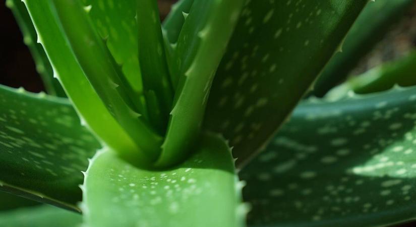 Napégés ellen aloe vera – gyors enyhülés