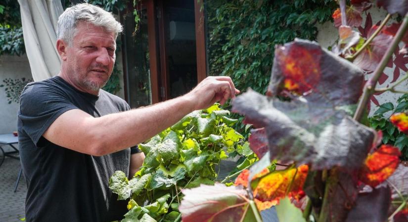 Szörnyű betegség terjed – így kell védekezni a hazai szőlőültetvényekben!