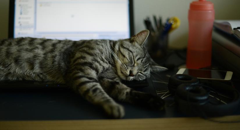 Miért fekszenek a macskák a billentyűzetre?