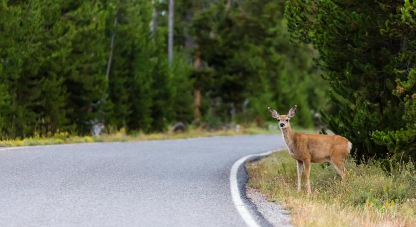 Nagy meglepetést kaphatnak a magyar autósok: ennek rossz vége lehet
