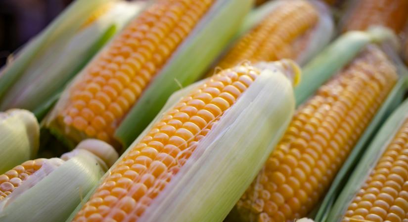NAK-FruitVeB: csemegekukoricából a tavalyi termésmennyiség valószínűsíthető