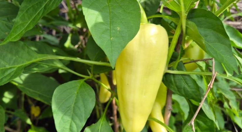 Így terem rengeteget a paprika
