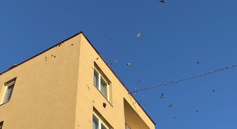Megtaláltuk a fecskevárost – Mutatjuk a tömeges csivitelést, a mesteri dróton landolást (galéria, videók)