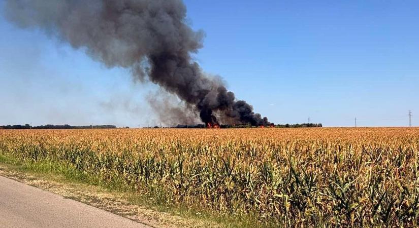 Lángokban áll egy fenyőerdő Baja külterületén, megszólalt a polgármester is