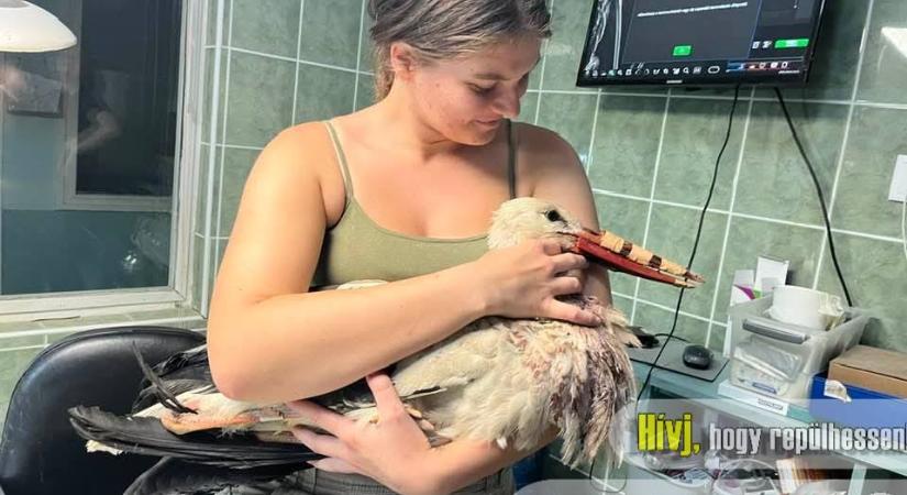 Orvosi csoda Magyarországon