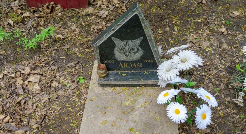 Macskatetem a kutyafuttatónál, szakértő szerint ezt kell tenned, ha állattetemet találsz