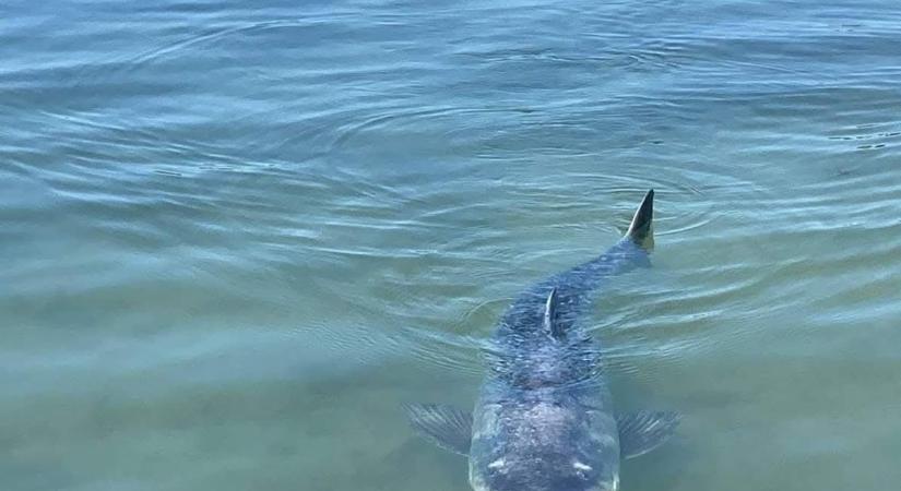 Óriási halszörnyet kaptak lencsevégre a Balatonban, íme!