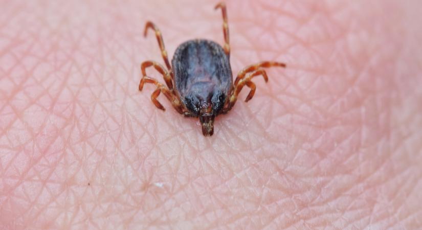 Radar – Lyme-kór: a vörös szőnyegtől a vidéki kertekig  videó