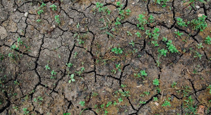 A Duna–Tisza-köze "már félig sivatag", termelők sora hagyna fel a gazdálkodással