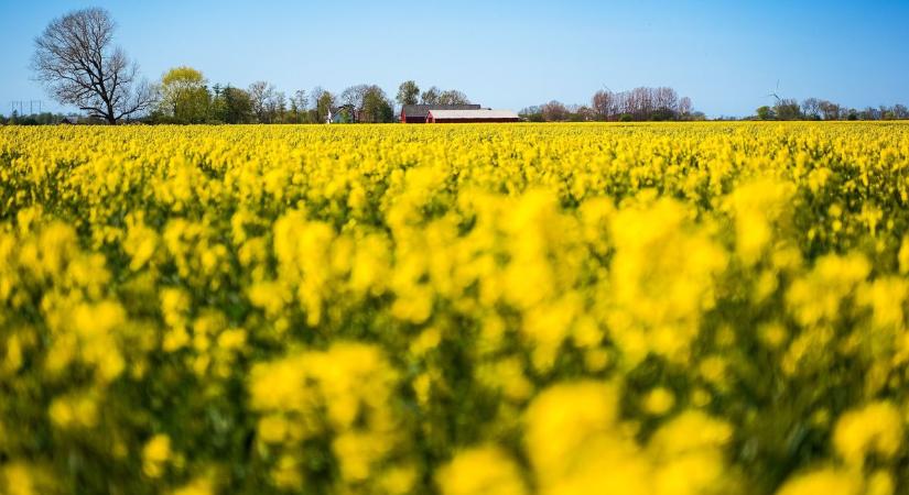Itt a vámháború újabb felvonása: Kína öngólt is rúg, csak hogy Kanadának fájjon