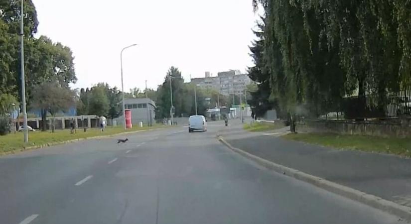 Rühes róka, aranysakál, netán agár? Zalaegerszegen, fényes nappal találkoztunk... (videó)
