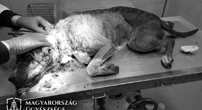 Állatkínzás Zalában: csak műtéttel lehetett kiszedni a láncot a kutya nyakából (sokkoló fotó)