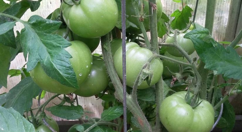 Nem érnek be időben a paradicsomok – mi lehet a baj?