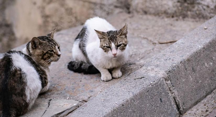 "Súlyosan megbetegedtem, miután megsimogattam egy macskát" - állítja egy nő