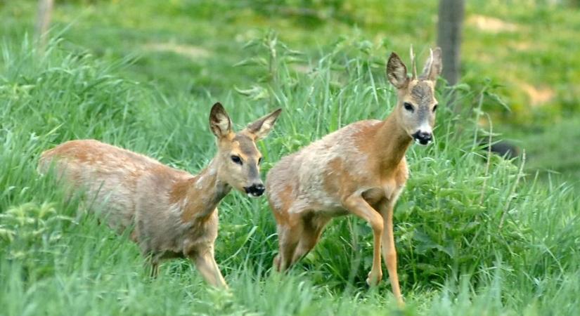 Hullanak az őzek: pocoknak szánják a mérget a gazdák, de végül Bambi lesz az áldozat