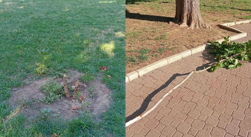 Ezt meg miért? Fiatal gesztenyefát tört ki egy vandál