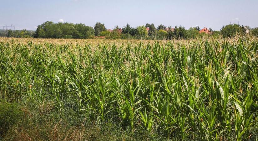 Szomorú hírek a hevesi gazdáktól, nagy gondok vannak