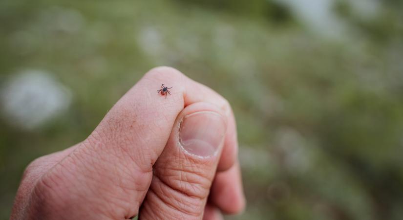 Húsallergiát okozhat ez a rovarcsípés – Mutatjuk a betegség figyelmeztető jeleit