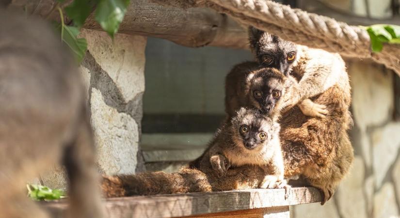 Nemcsak a hőségtől, hanem ezektől a cuki makikölyköktől is elolvadunk! Így estek át életük első orvosi vizsgálatán! (videó)