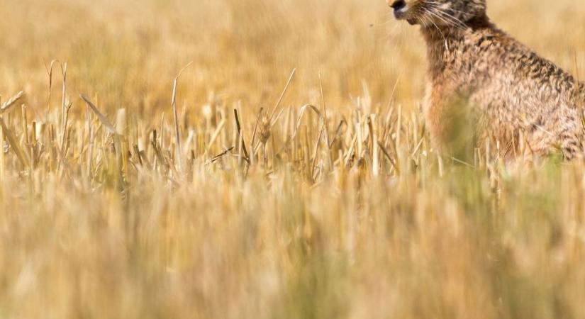 Napi cuki: mezei nyúl pózolt a fotósnak Zalában
