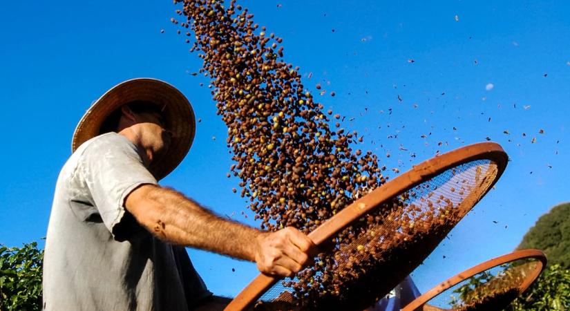 A vámháború a kávé- és teapiacot is sújtja – az amerikai kisvállalkozások a padlón vannak