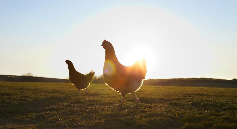 Döbbenetes drágulás a magyarok kedvenc húsánál, a tojásár is csak emelkedik