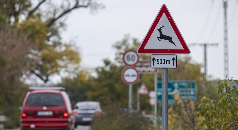 Ez a trükk kell, hogy megtérítsék a károd vadgázolásnál – a legtöbb autós nem is tud róla