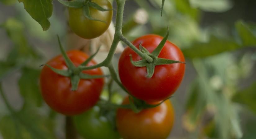 Ezzel az olcsó trükkel napok alatt beérik a paradicsom és élénkpiros lesz
