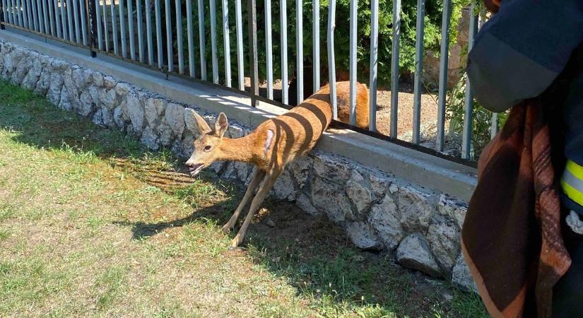 Szorult helyzetbe került egy őz a vasiak kedvelt nyaralóhelyén, tűzoltók szabadították ki (fotók)