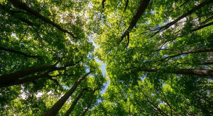 Teljesen eltűnhetnek a magyar erdők: a katasztrófa elkerüléséért fogtak össze a szakemberek