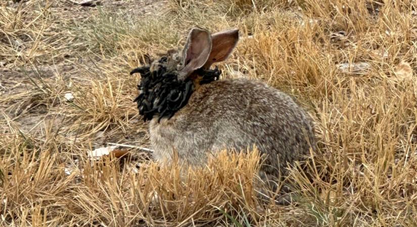 Mutánsnak tűnő „szarvasnyulak” jelentek meg egy amerikai kisvárosban