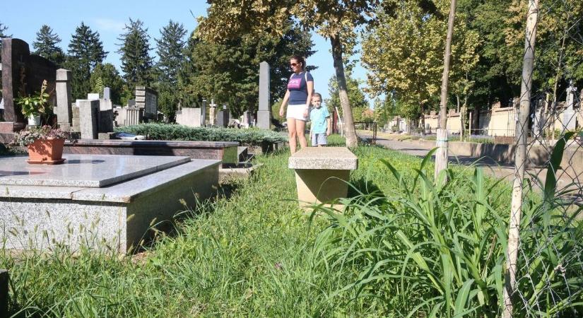 Gaz nő a sírokon – felháborító állapotok a pécsi temetőben