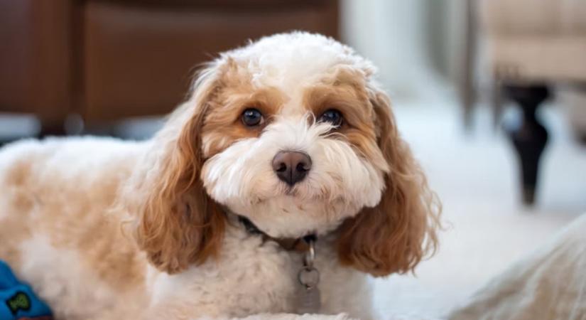 A Cavapoo – a kiskutya, aki meghódítja a szíveket (és néha a rendelőt)