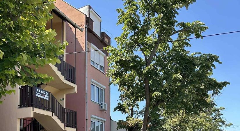 Már csak egy kábel tartotta helyén az óriási fát Szolnokon, mely majdnem az útra dőlt
