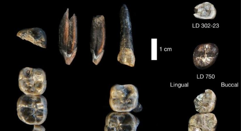 Új felfedezés írhatja át evolúciónk történetét