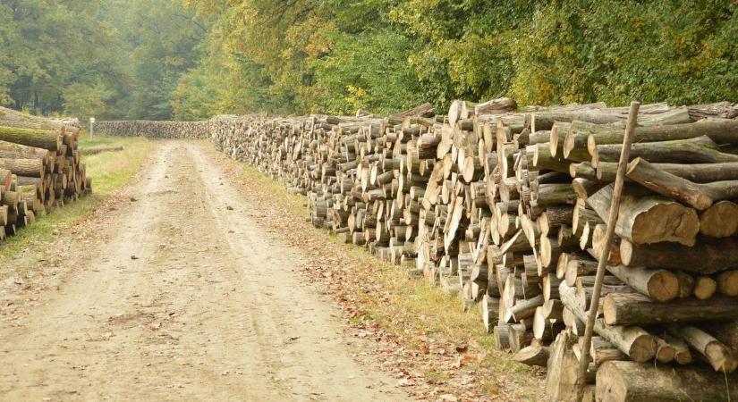 Nyáron gondoskodnak a téli tüzelőről: kiderült, a szabolcsi települések mennyi támogatást kapnak