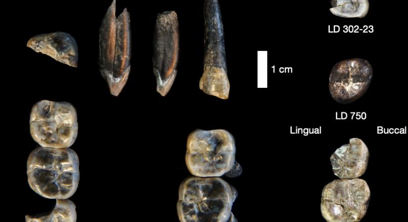 Ismeretlen emberféle fosszíliáira bukkantak Etiópiában
