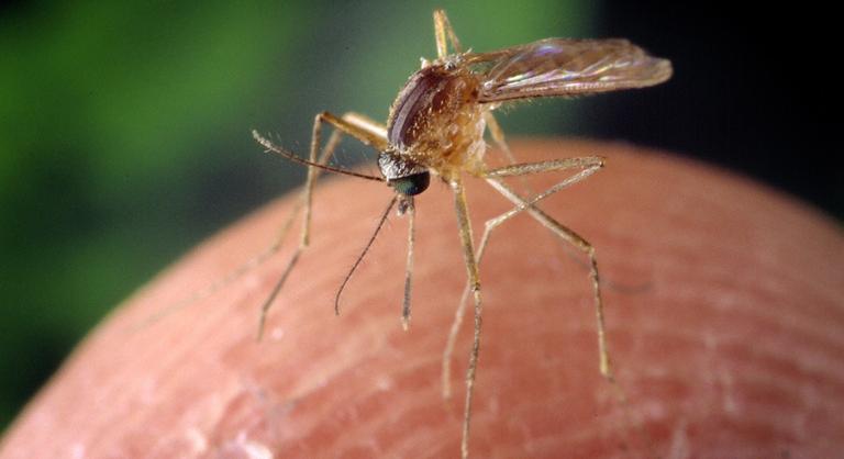 Veszélyes afrikai kór jelent meg Magyarországon, idén ez az első eset