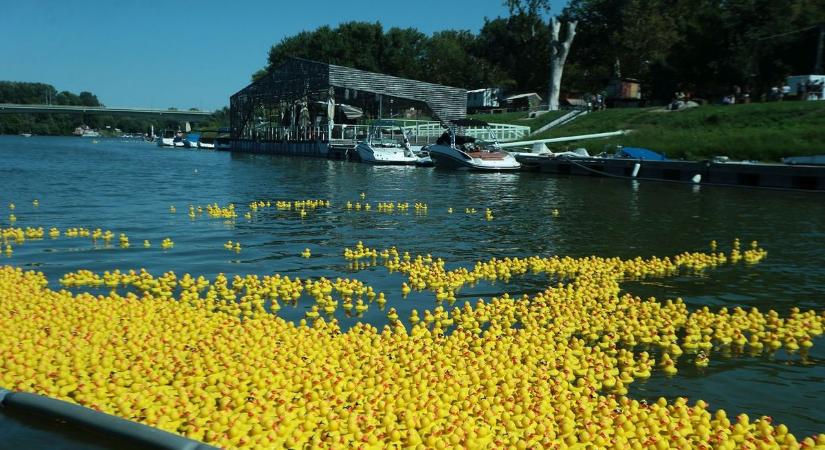 Ötezer gumikacsa szeli hamarosan a Tisza hullámait a jótékonyság jegyében